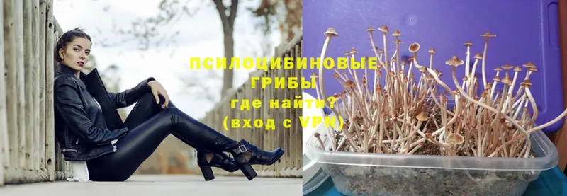 ссылка на мегу ONION  Дудинка  Галлюциногенные грибы Psilocybe 